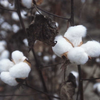 Is Cotton Eco friendly and can it be used for composting?